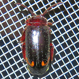 Cerapterus species